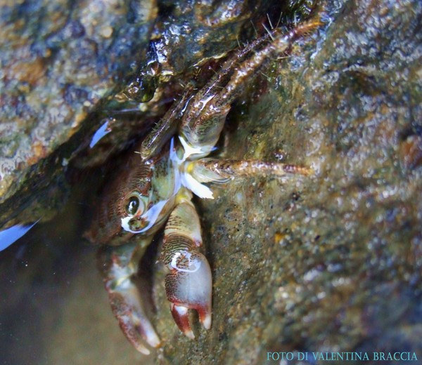 crab