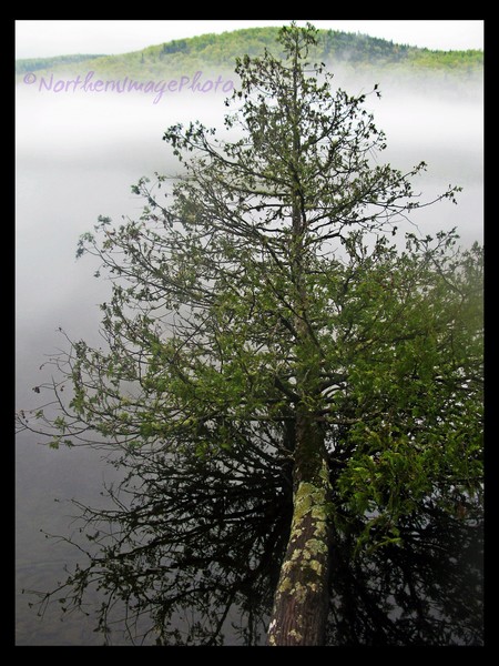 Tree & Fog