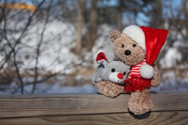 A bear and his pet