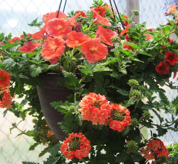 Peach colored flowers