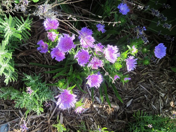 Little purple presents
