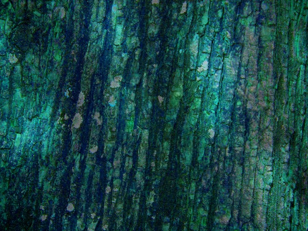 bark 03