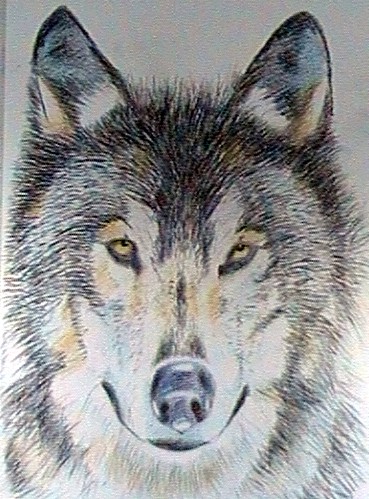 gray wolve