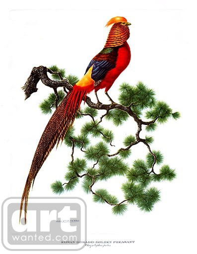 Golden Pheasant