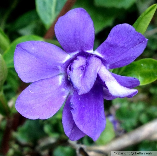 petite purple