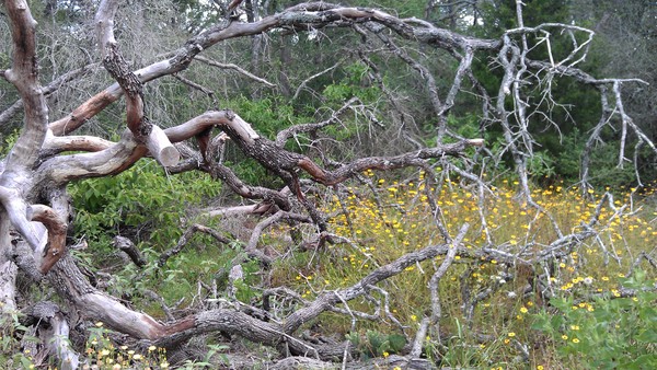 Gnarly Tree View 1