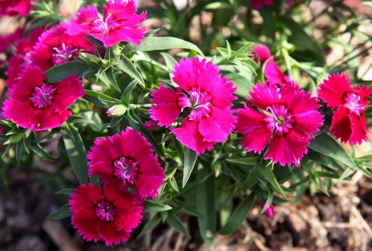 Crimson and Pink Floral Lace Dianthus Flower
