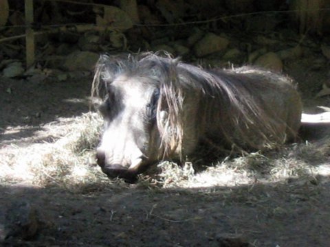 Wart Hog