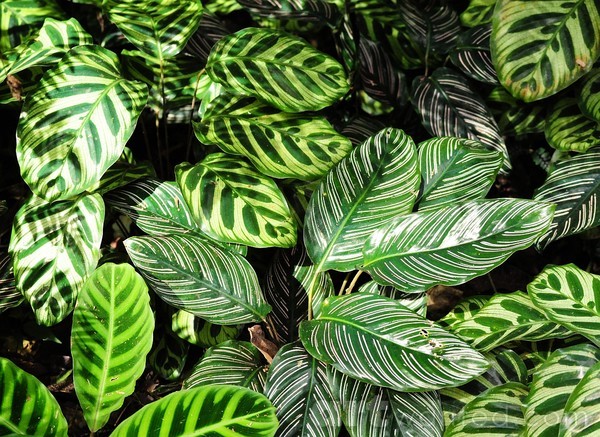 natural patterns