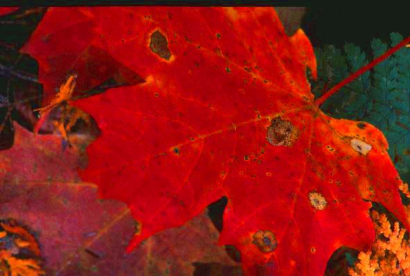 Maple leaf