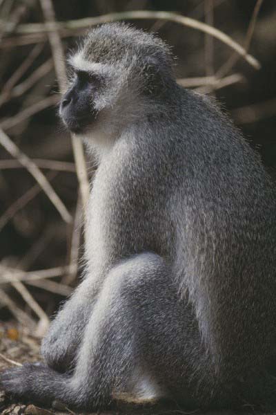 Vervet monkey 
