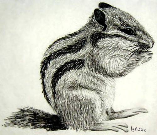 Chipmunk