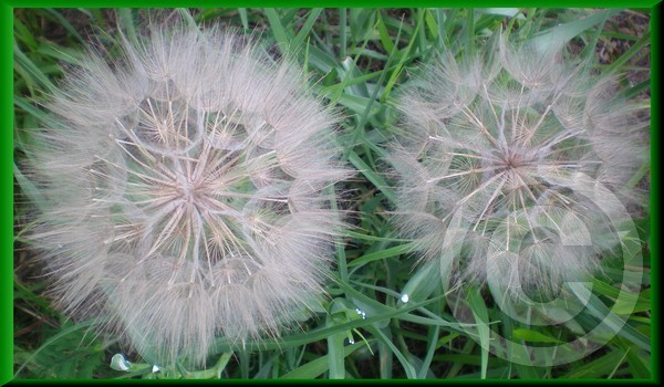 Make a wish!!!