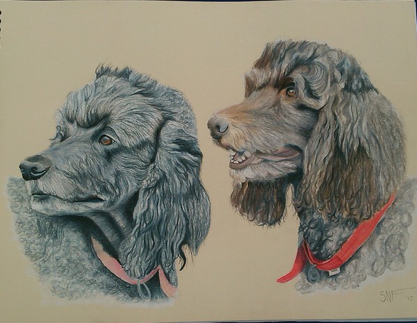 Poodle Portrait