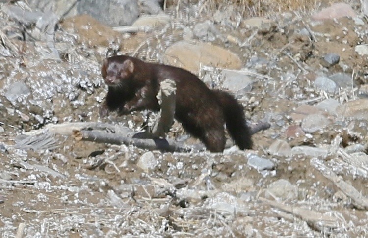 Mister Mink 