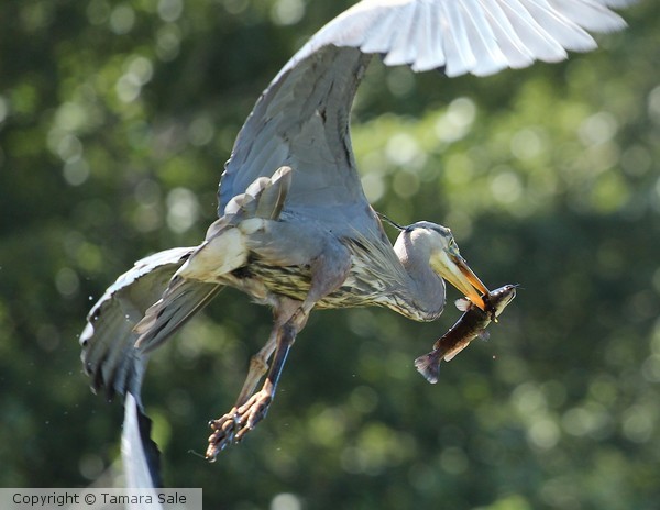 Heron with Catch