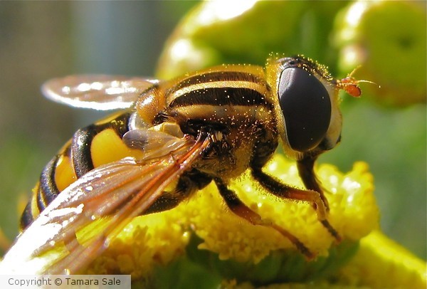 Bee on Yellow Blossom