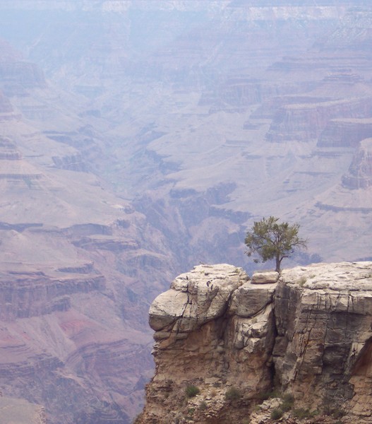 TREE OF SERENITY