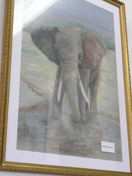 African Elephant