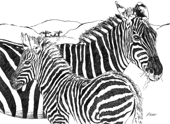 Zebras