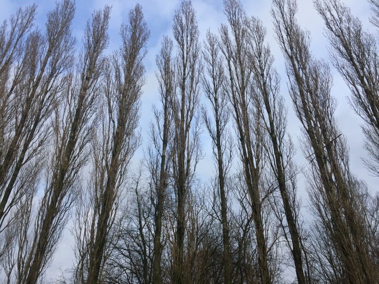 Winter trees