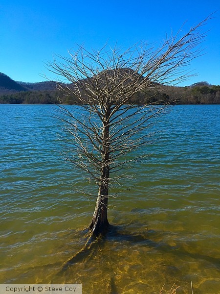 The Lonly Tree