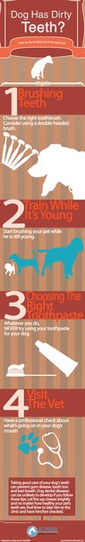 Simple Guide to Pet's Dental Care