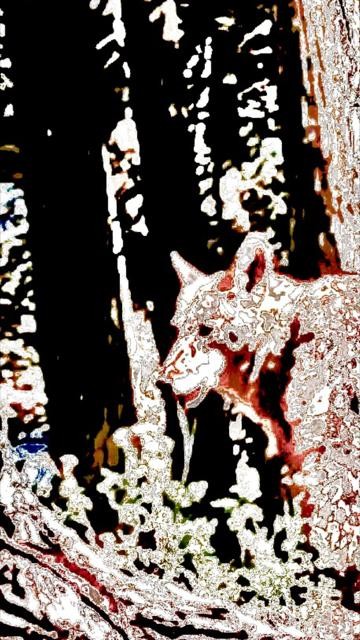 Coyote