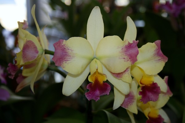 Orchid Cascade