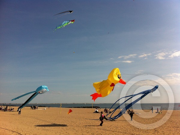 kites