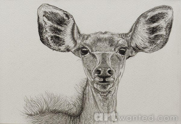 Curious Kudu Femail Portrait