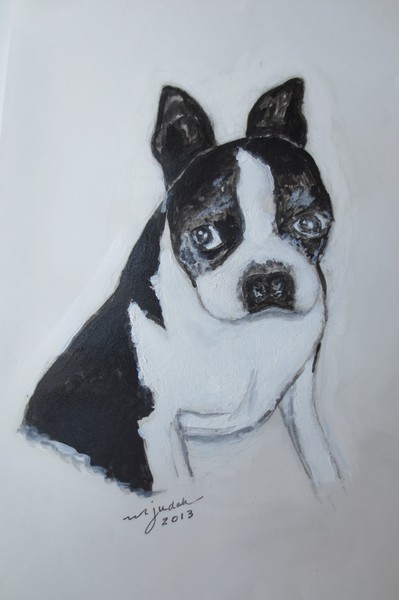Miss Marley  Boston Terrier