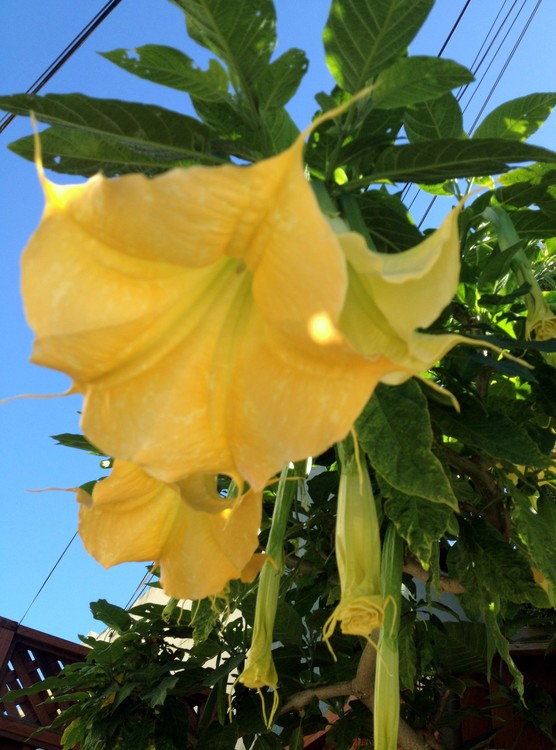 Trumpet Vine, Santa Cruz, California