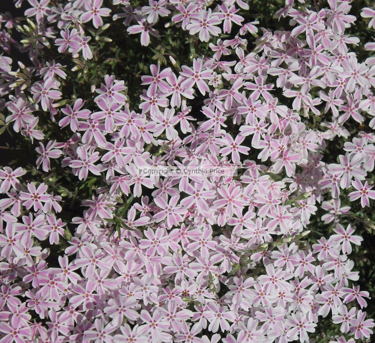 German Thyme in Bloom