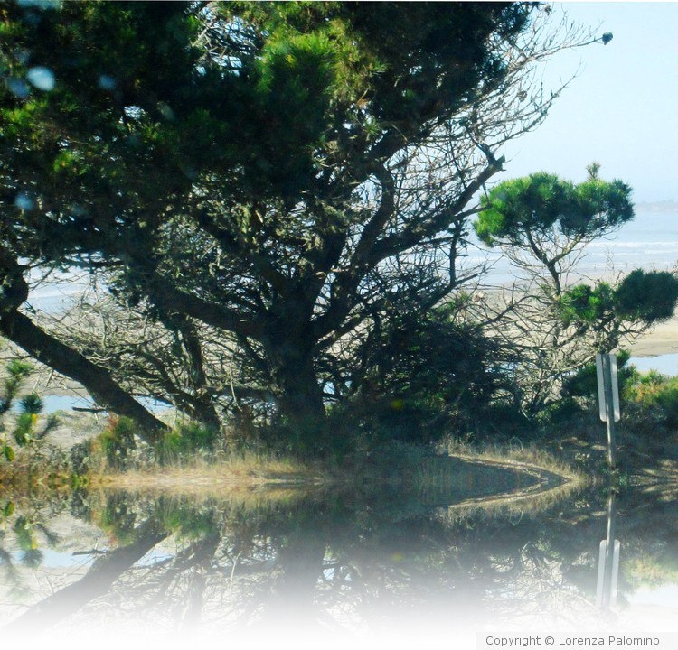Tree Reflected