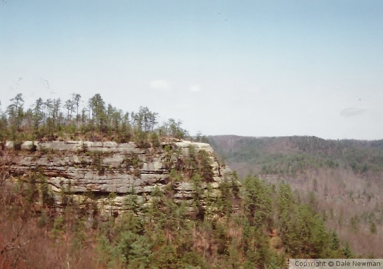 View of Cliff from Natural Bridge, Ky