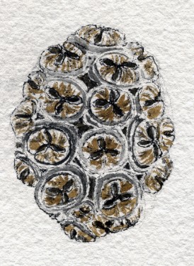 Brittle Gum Fruit Drawing