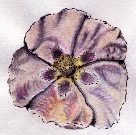 Opium Poppy Drawing
