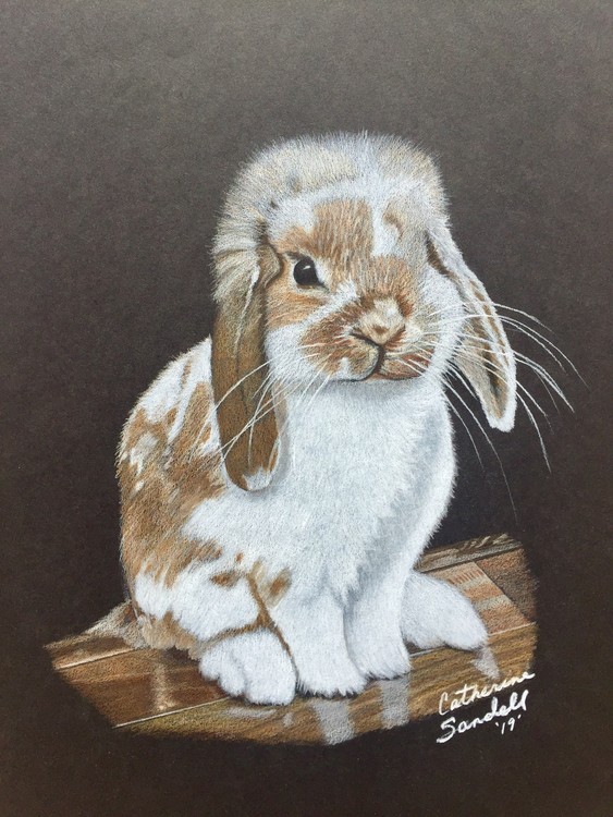 Sweet Bunny 