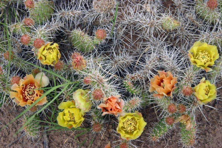 Cactus flowers