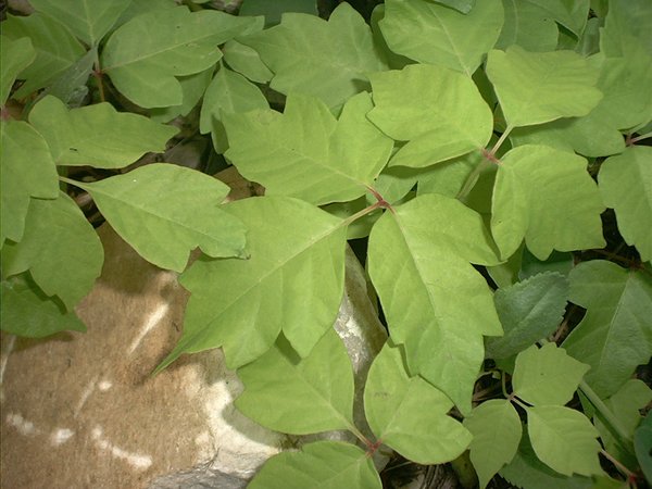 Poison Ivy