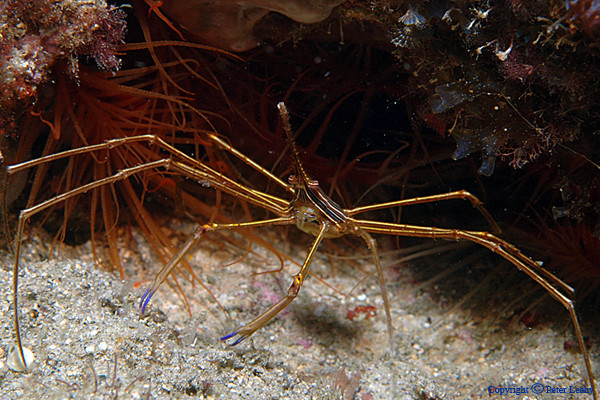 Arrow Crab