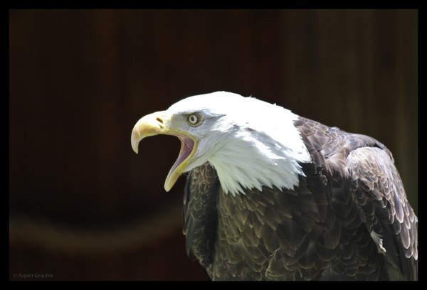 Screaming Eagle
