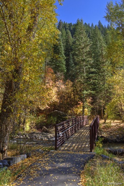 Forest Bridge