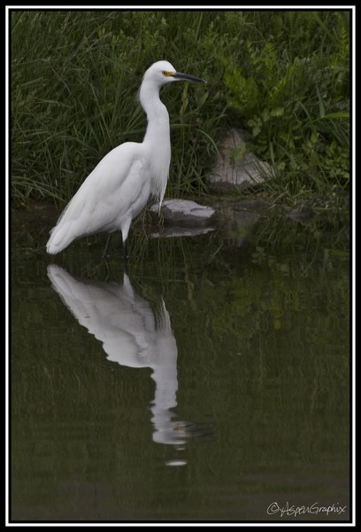 Reflections
