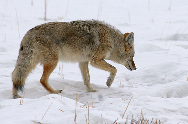 Lone Coyote