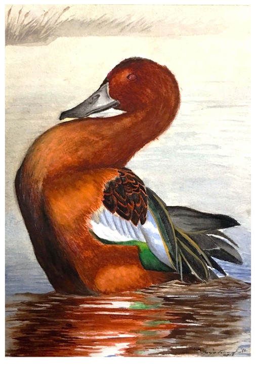 Cinnamon Teal Duck