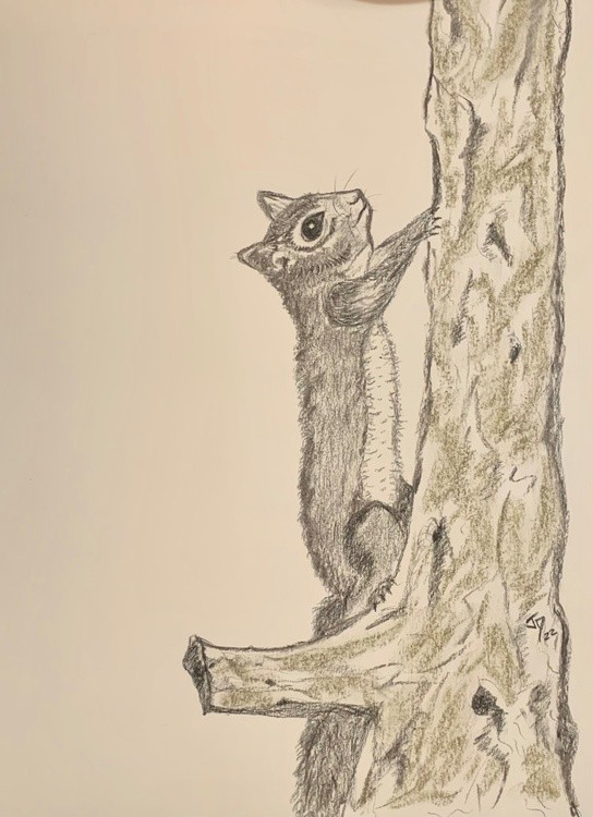 Squirell 22