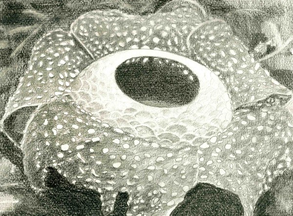 Giant Rafflasia