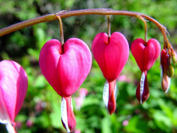 Bleeding Hearts, fine art photograph